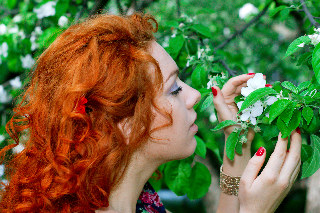 Toma in apple garden