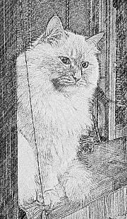 Tisha,  very important  cat <a href='/?p=albums&gallery=other&image=16268500086'>⛶</a>