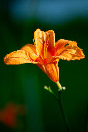 Garden flower <a href='/?p=albums&gallery=nature&image=42899004685'>⛶</a>