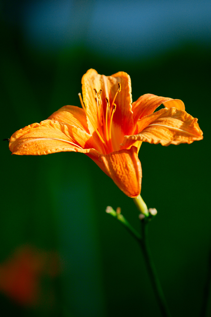 Garden flower